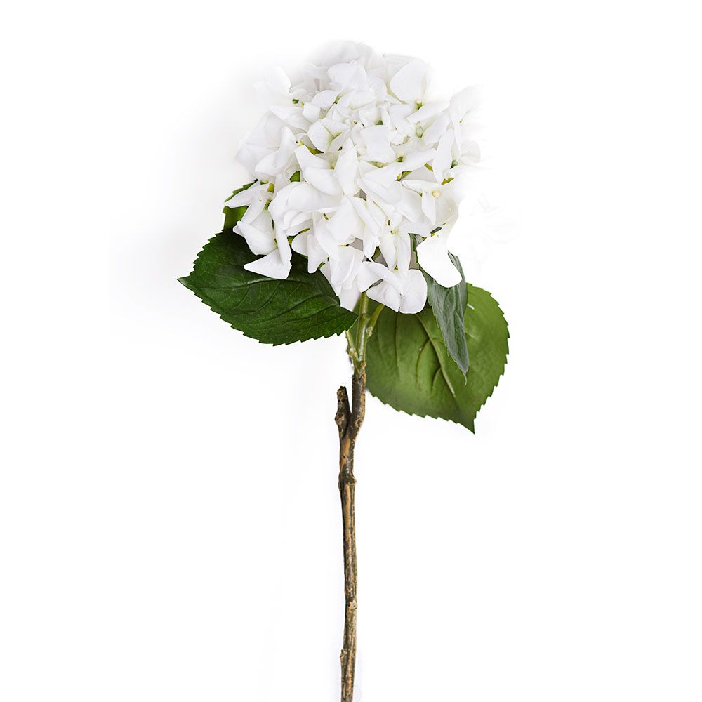 Hortensia - Pure Ivory