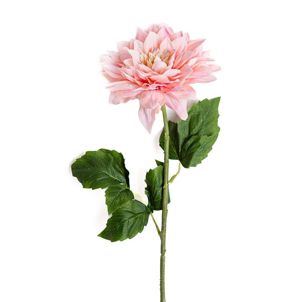 Dahlia - Sunset Coral