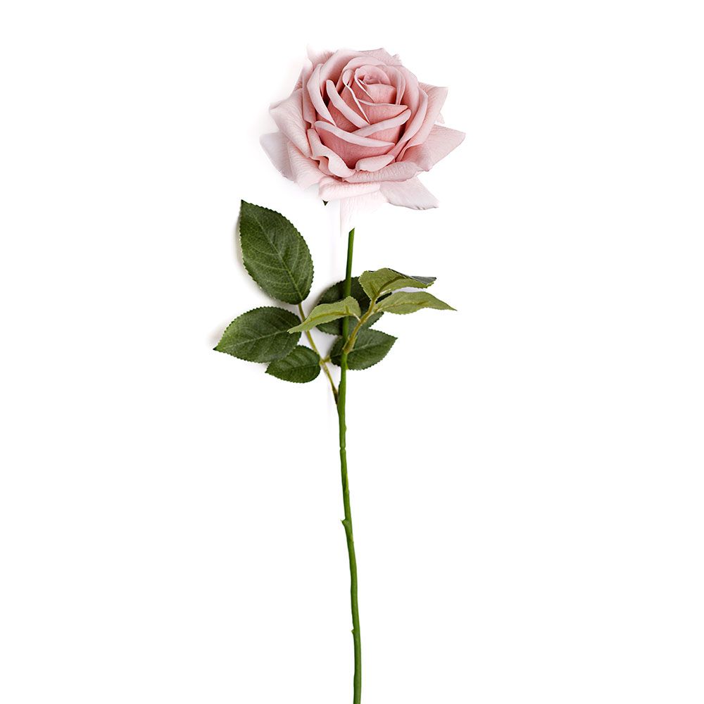 Rose - Powder Pink