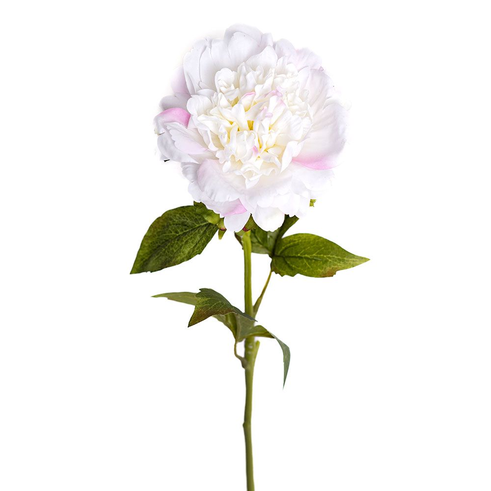 Pivoine - Ivory Blush