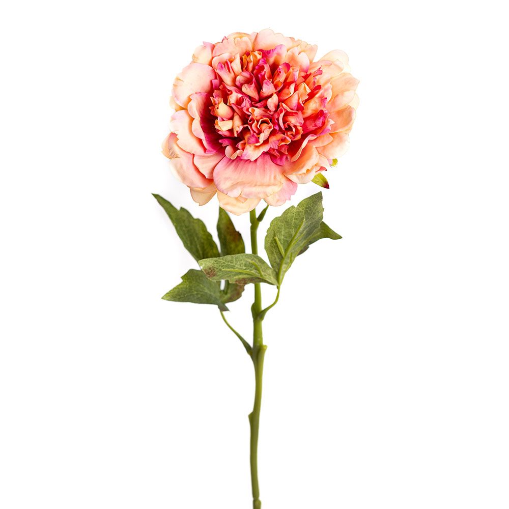 Pivoine - Apricot Bloom