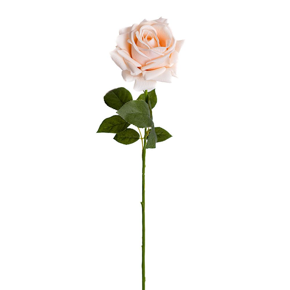 Rose - Apricot Veil