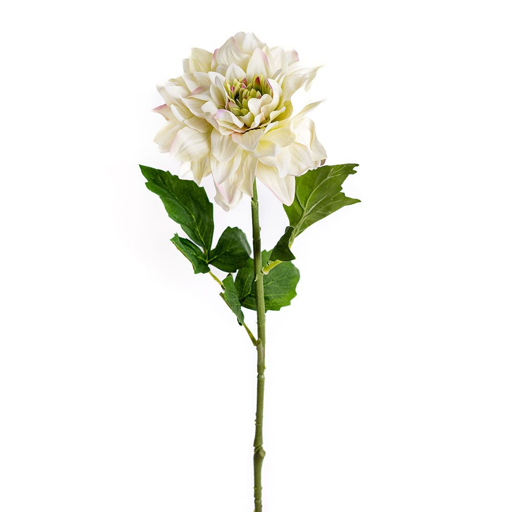 Dahlia - Almond Bloom