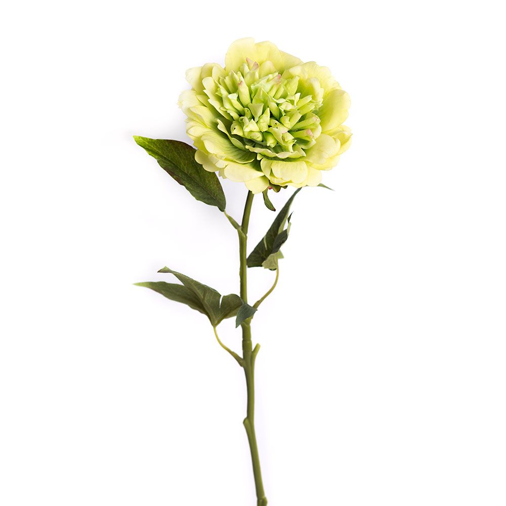 Pivoine - Celadon Bloom