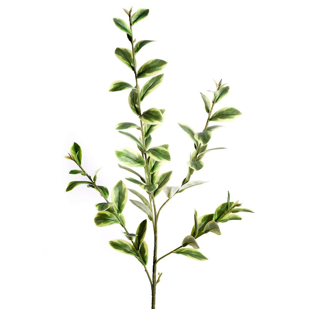 Ruscus