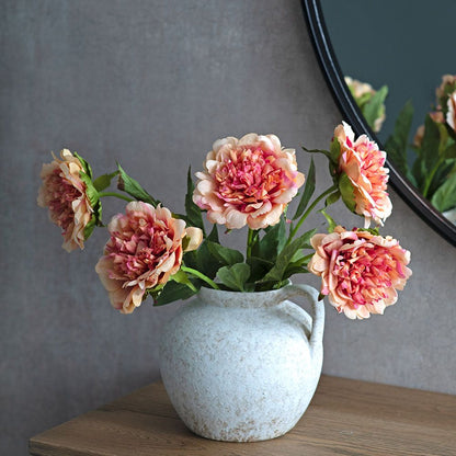 Pivoine - Apricot Bloom