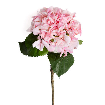 Hortensia - Garden Pink