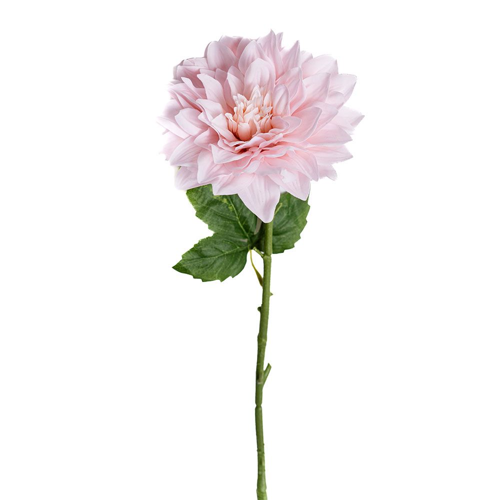Dahlia - Powder Pink