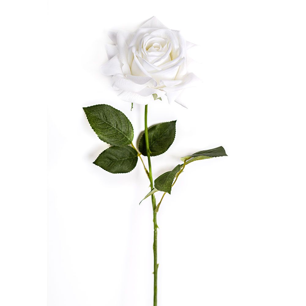 Rose - Pure Ivory