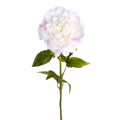 Pivoine - Ivory Blush