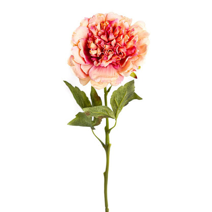 Pivoine - Apricot Bloom