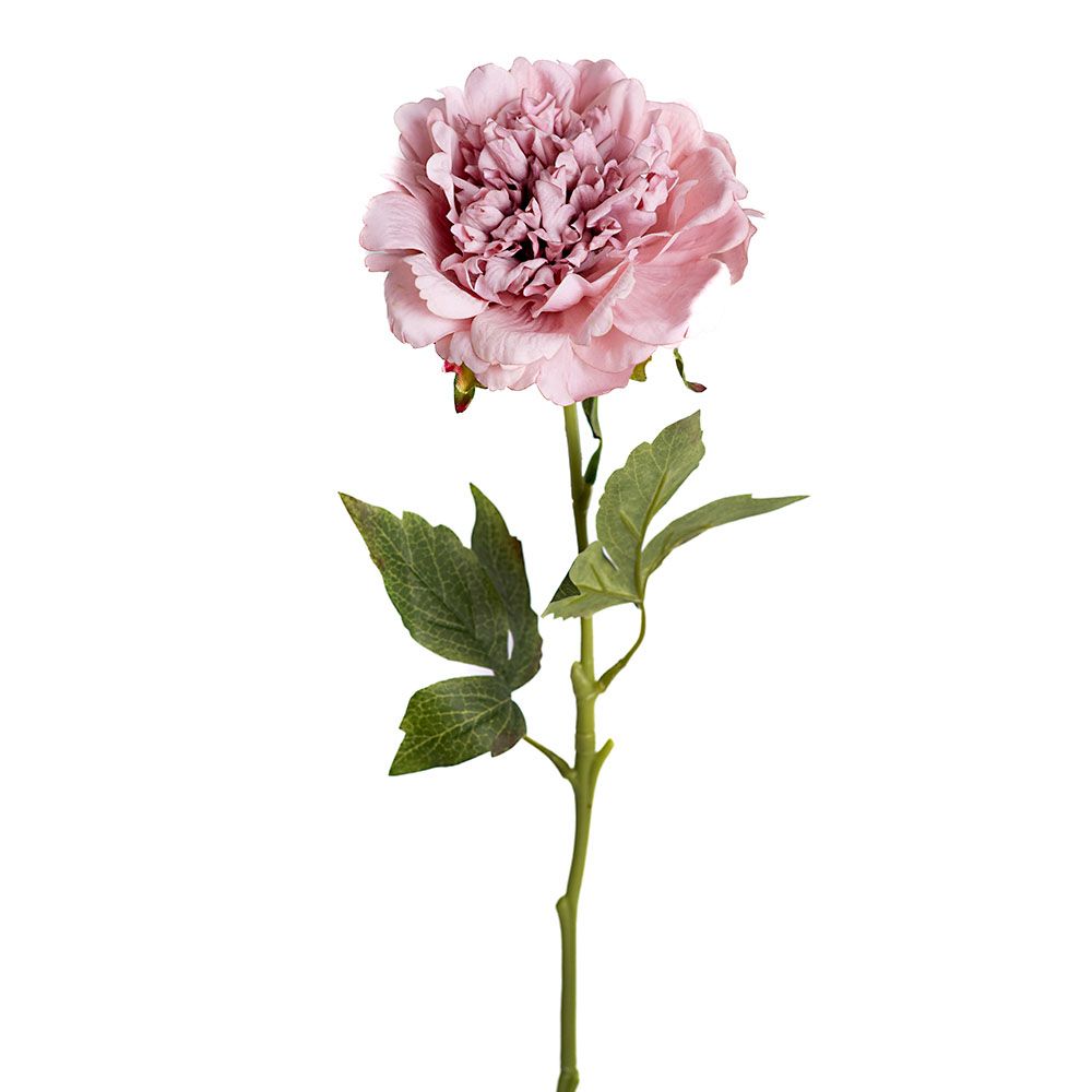 Pivoine - Dusty Rose