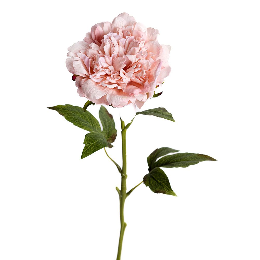 Pivoine - Soft Petal