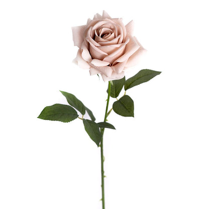 Rose - Desert Rose