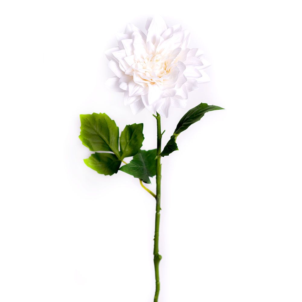Dahlia - Pure Ivory