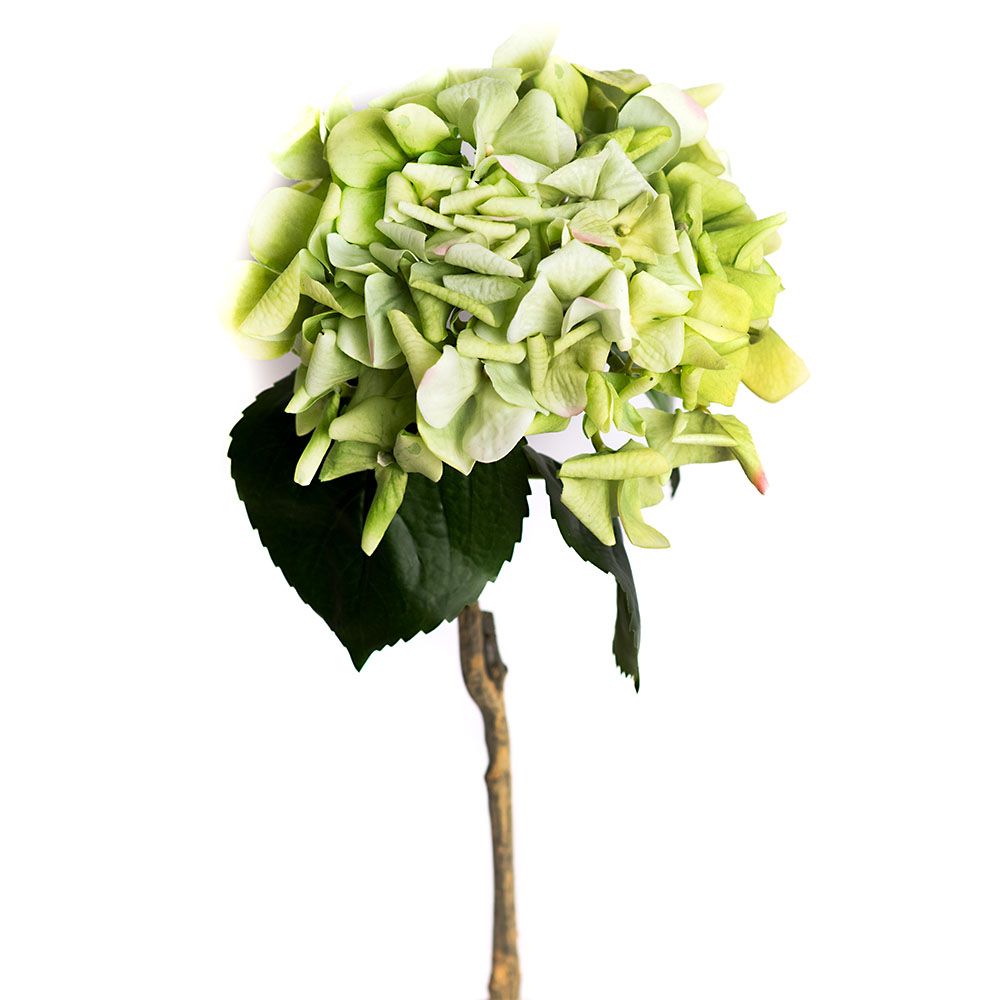 Hortensia - Celadon Bloom