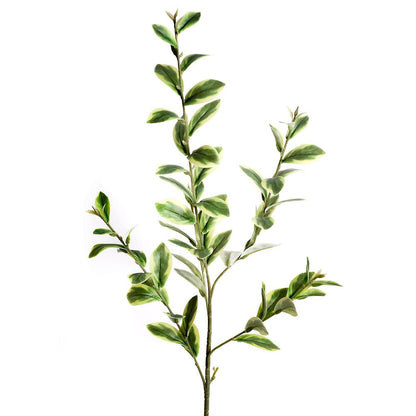 Ruscus