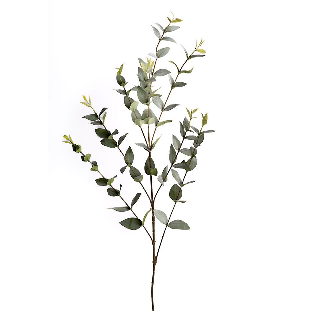 Eucalyptus