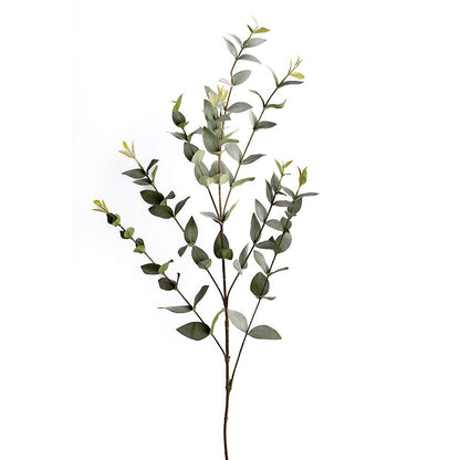 Eucalyptus