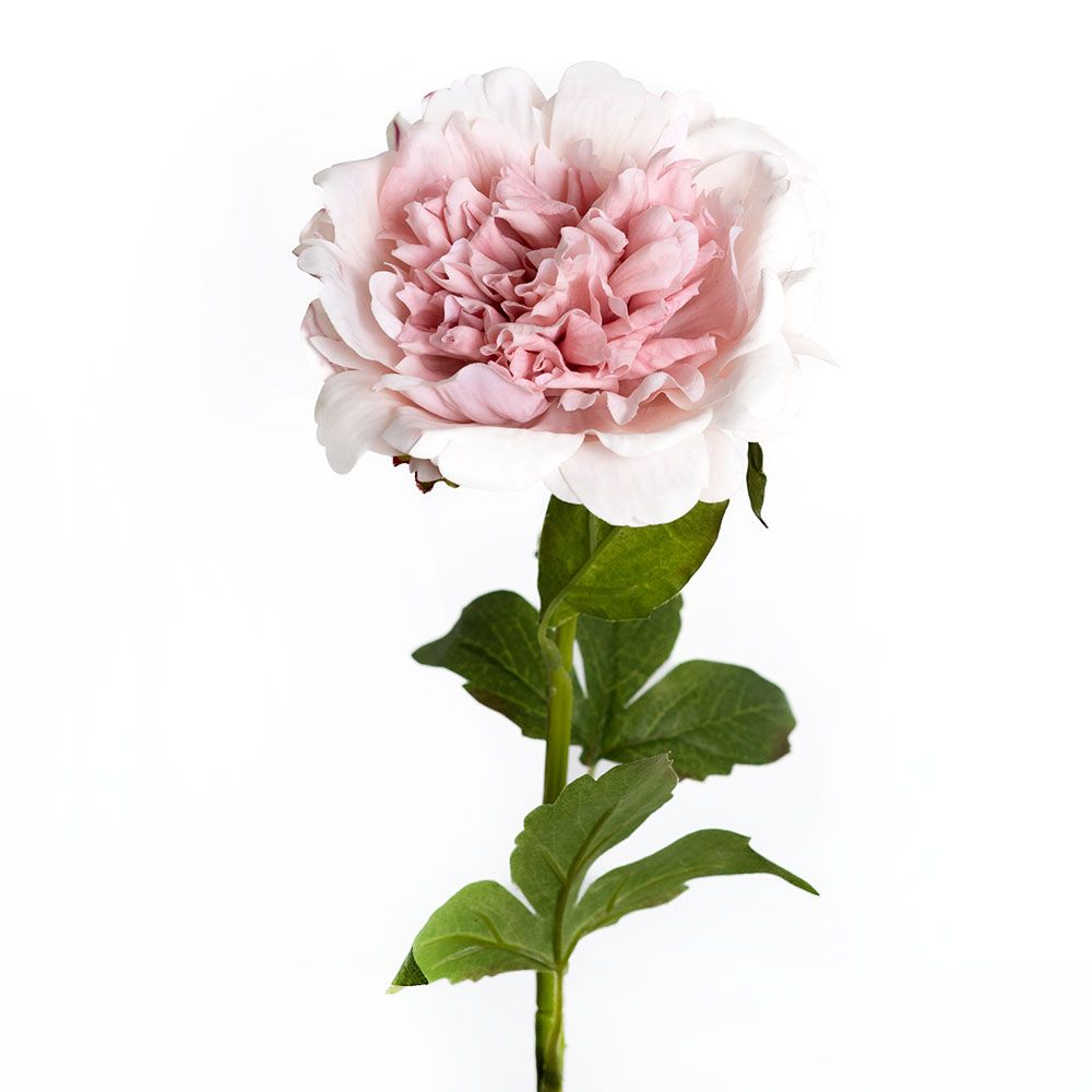 Pivoine - Powder Pink