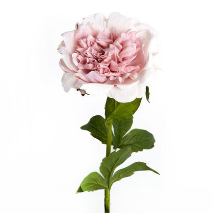 Pivoine - Powder Pink